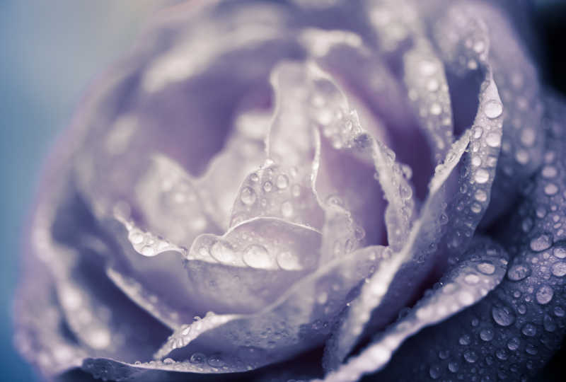落有雨滴玫瑰花朵