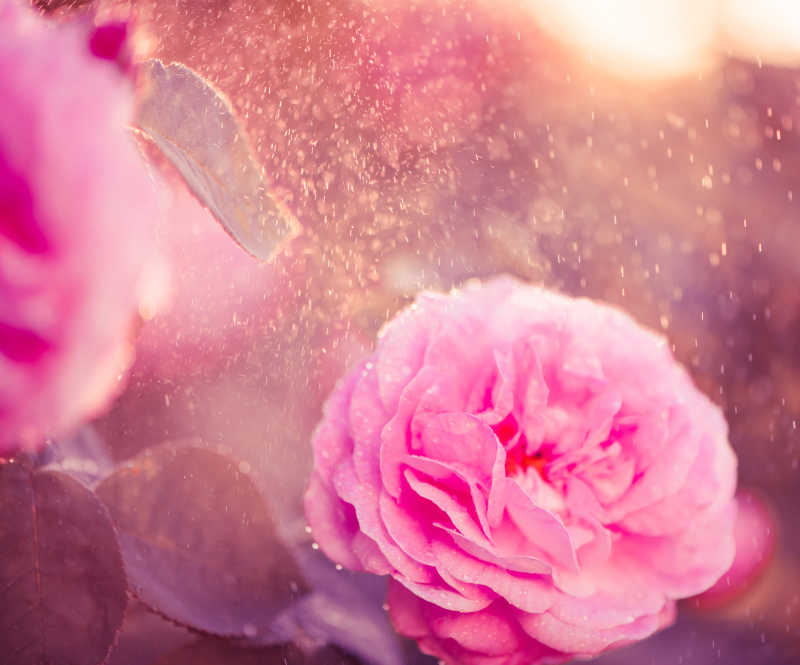 雨中的粉红玫瑰