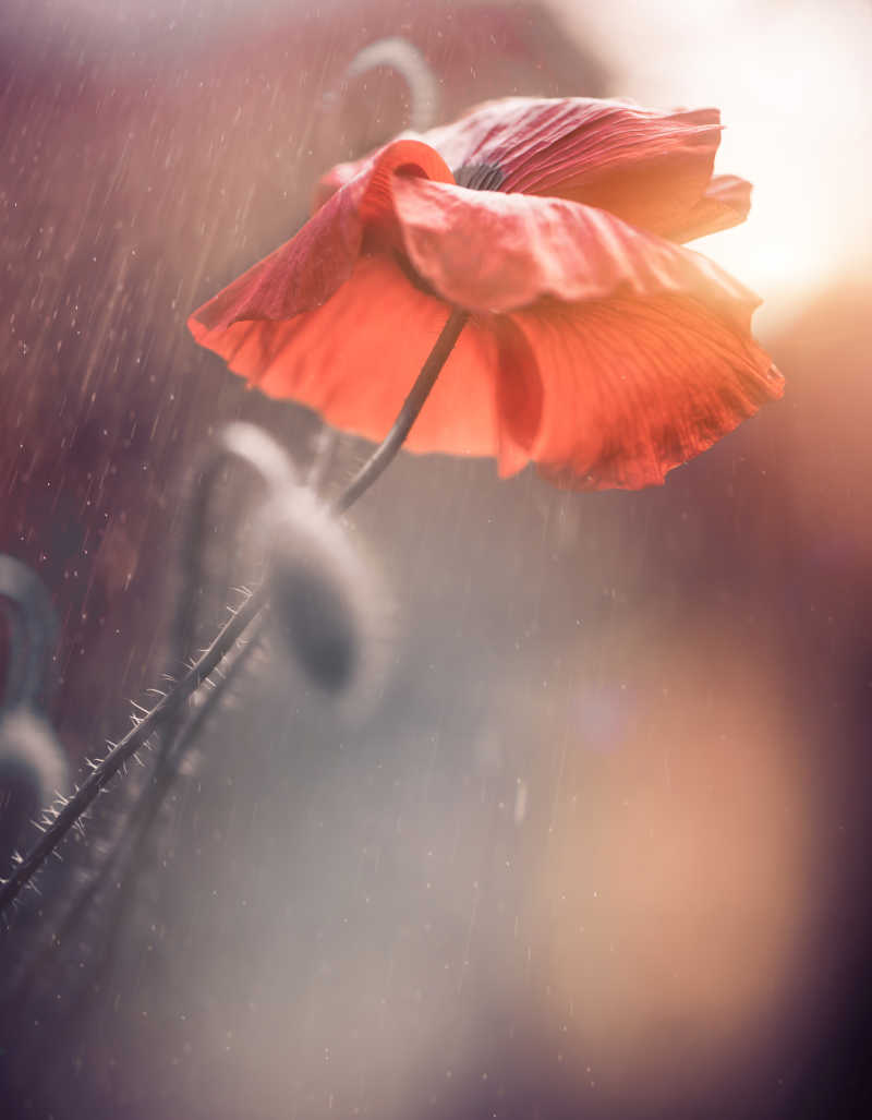 雨中的罂粟花