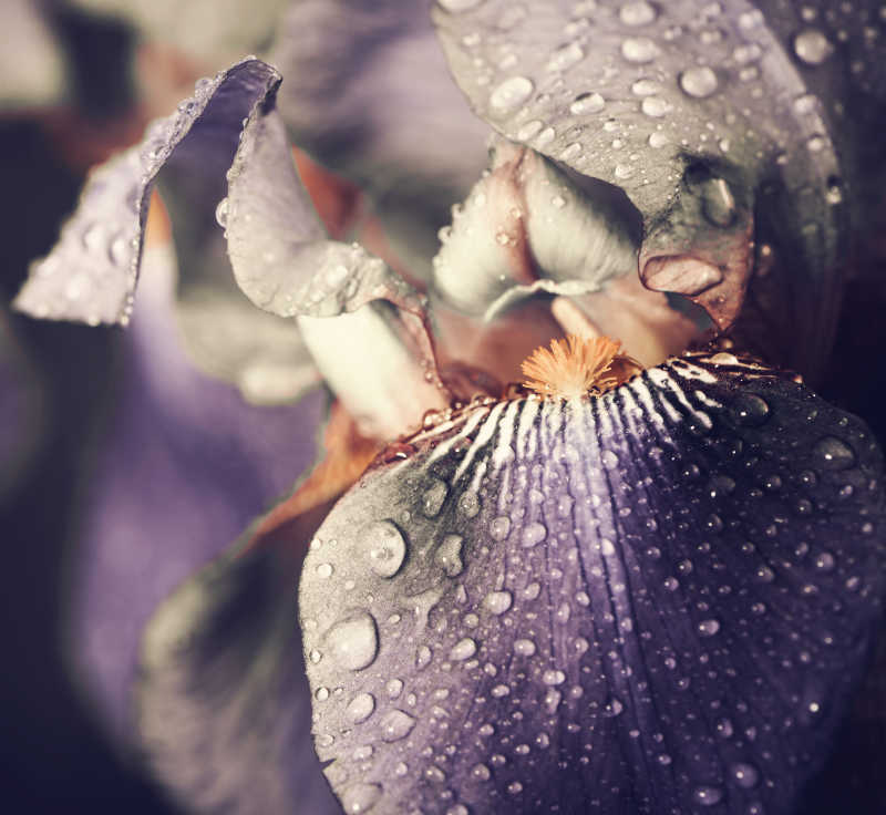 紫色的鸢尾花叶与雨滴