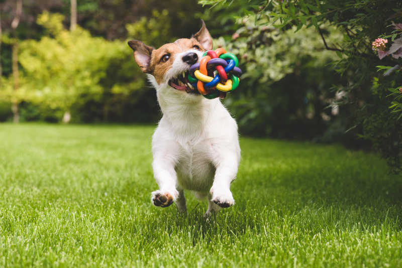 在草地上叼着五颜六色的球奔跑的小狗