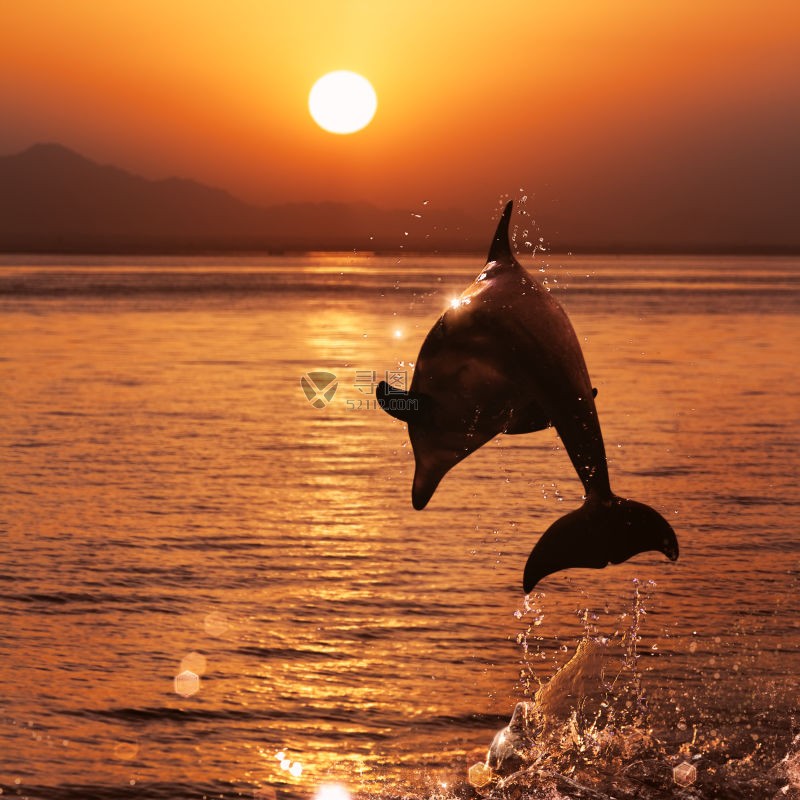 夕阳中跳起来的海豚