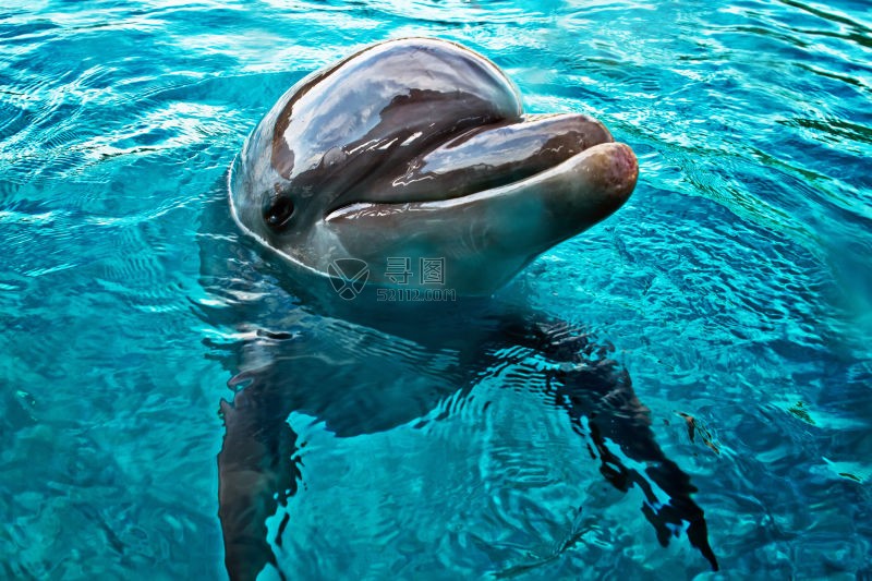 一直可爱的海豚