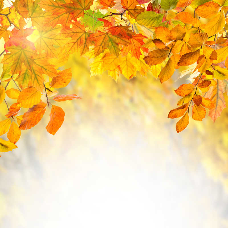 阳光下的秋季景象