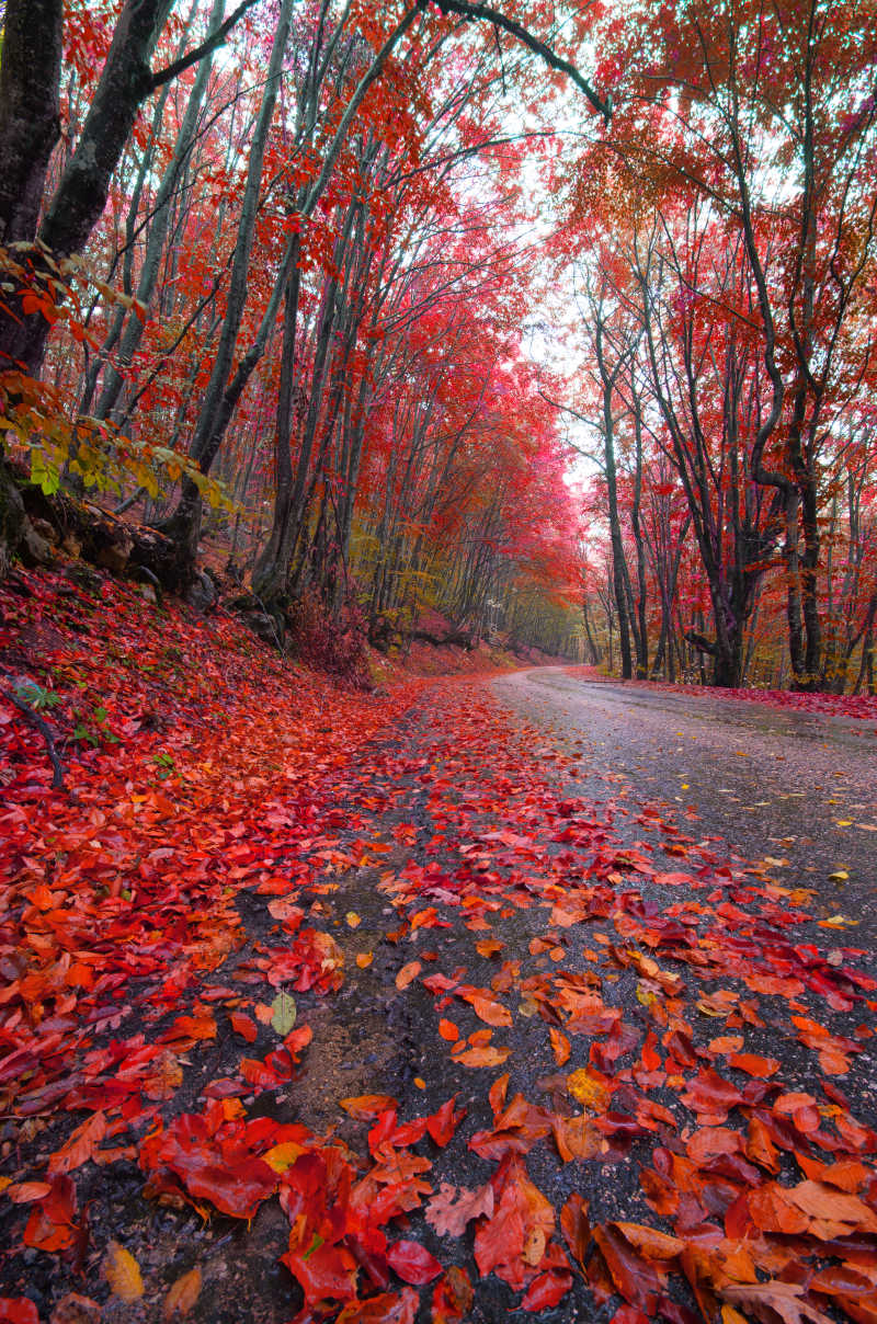 森林中的秋季的路
