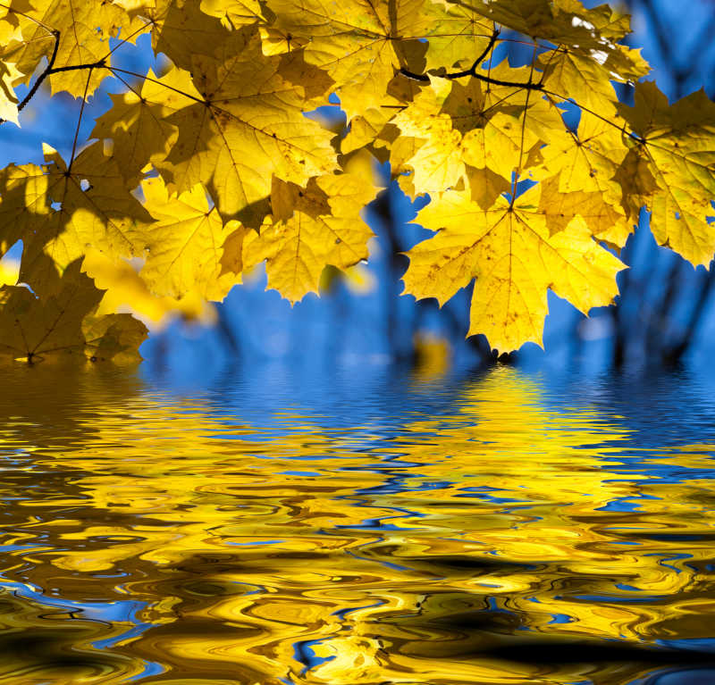 美丽的黄色秋天枫叶
