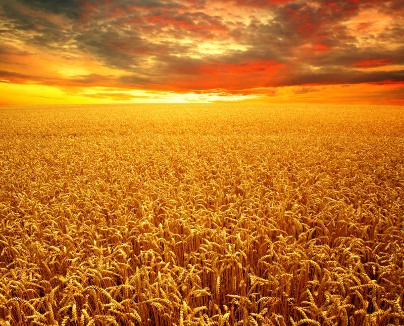 黄昏下的金色小麦田
