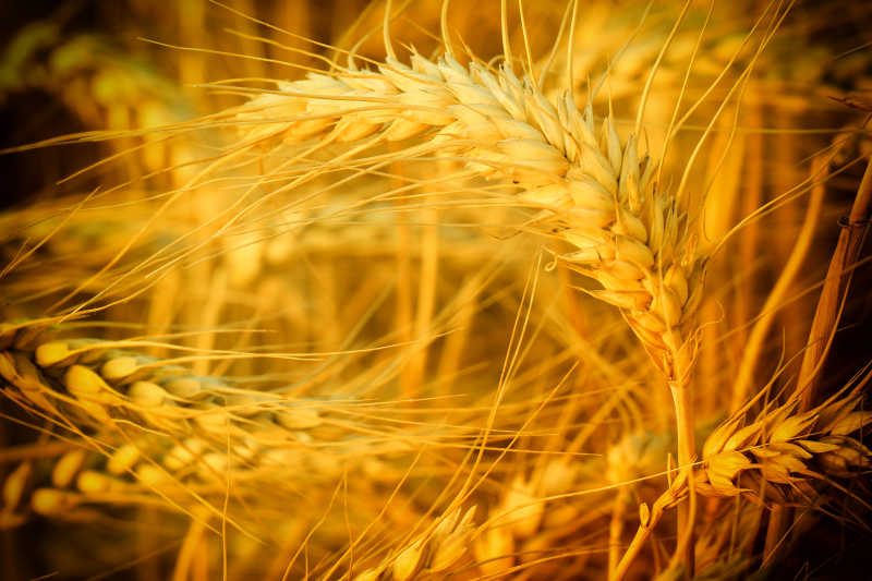 成熟的黄色小麦