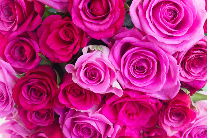 鲜嫩的粉色玫瑰花