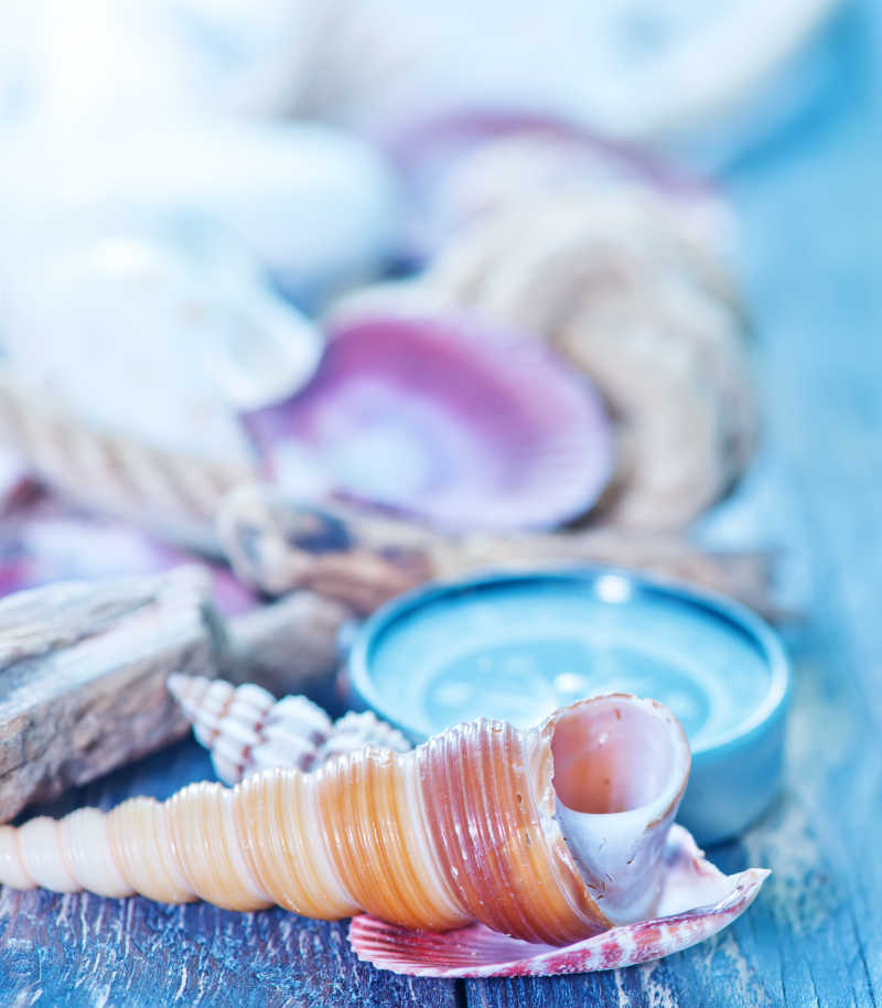 蓝色木板上的各种形状的海贝壳