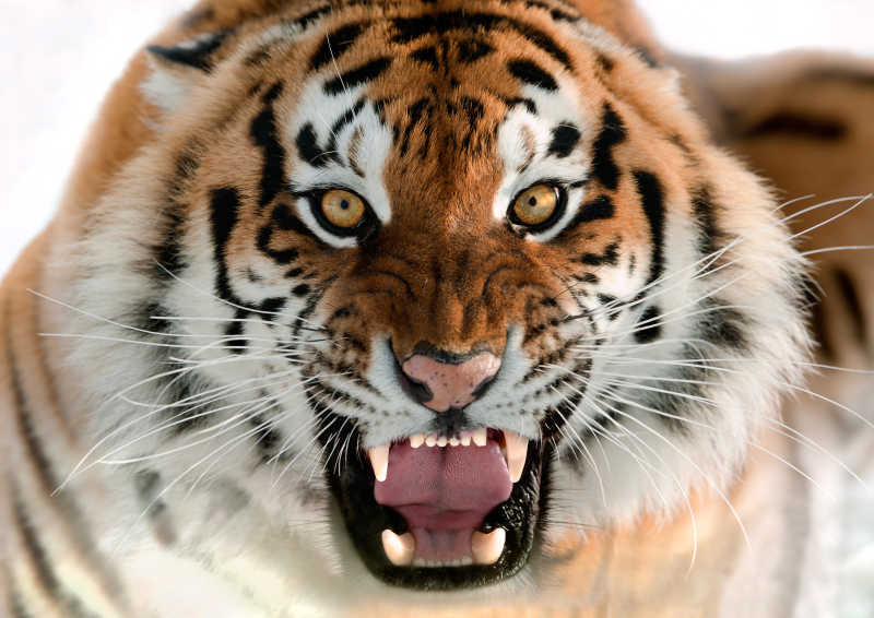 龇牙咧嘴的西伯利亚虎