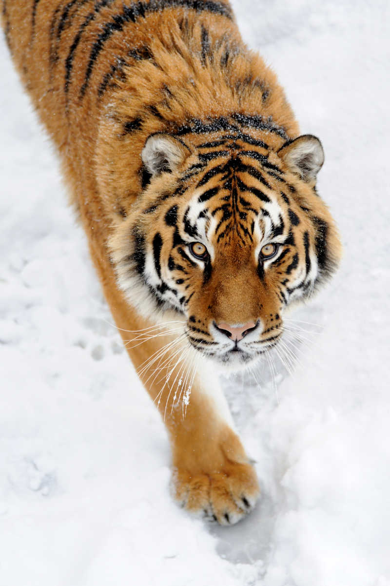 瞪眼的西伯利亚虎