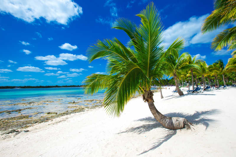 热带海滩棕榈树