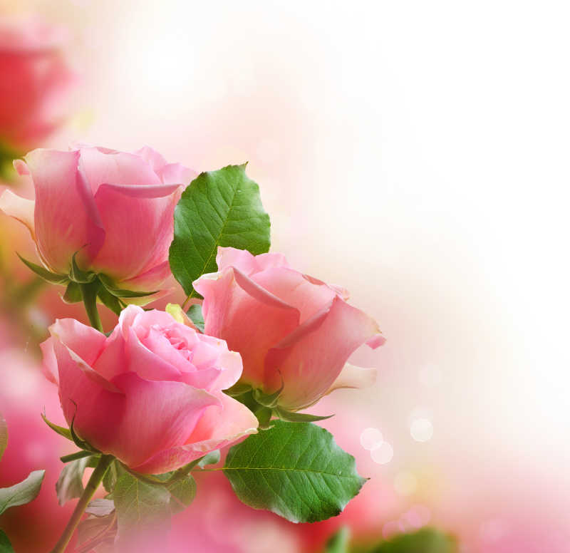 粉色的玫瑰花与绿叶