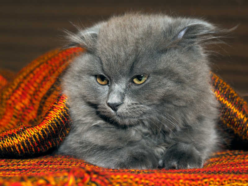 趴在红色毛毯里眯着眼睛的英国短毛猫