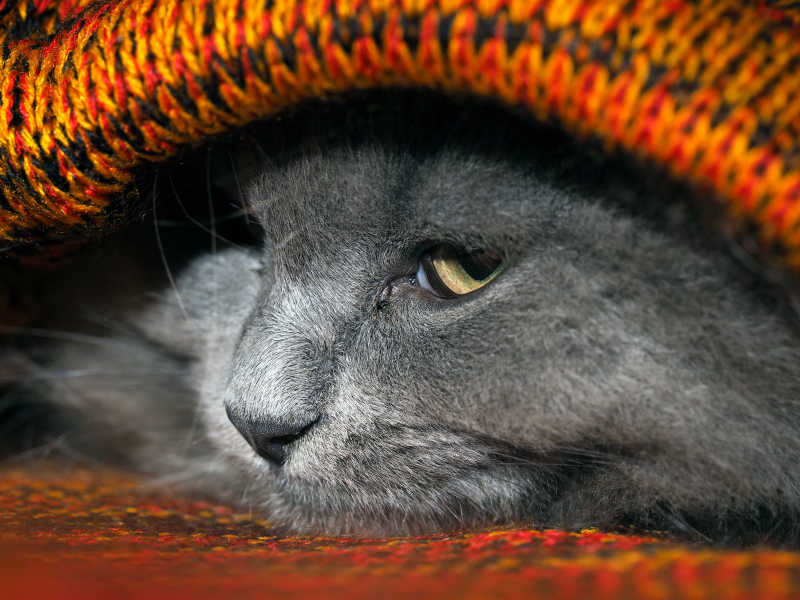 藏在红色毯子里的英国短毛猫