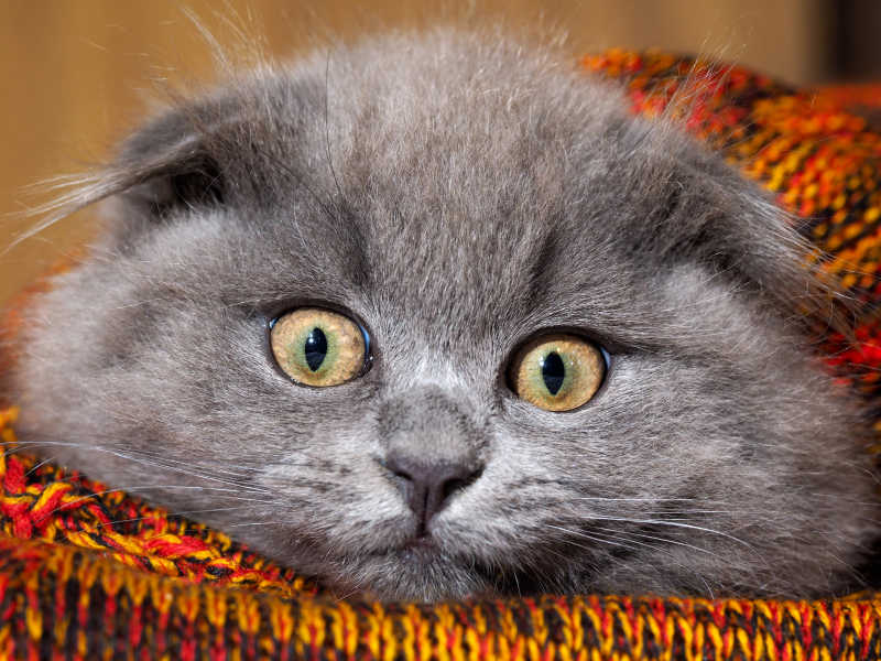 躺在红色毯子里瞪着眼睛的灰色英国短毛猫