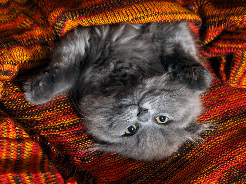 藏在红色毯子里伸出双爪的英国短毛猫
