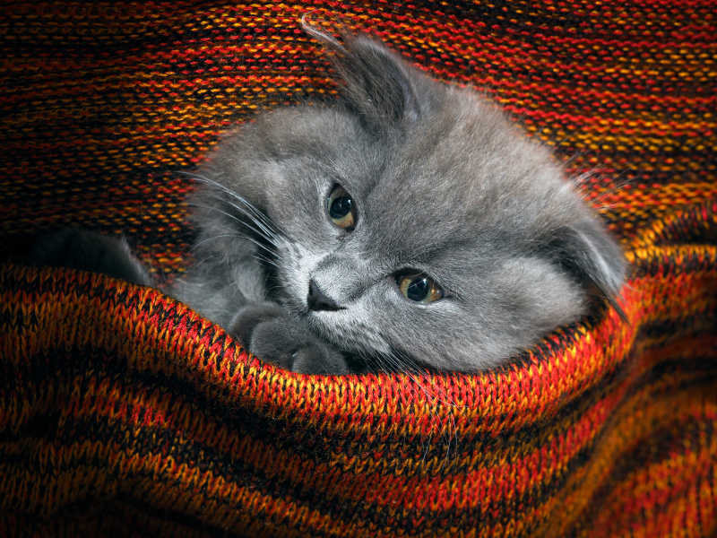 躺在红色毯子里的灰色英国短毛猫