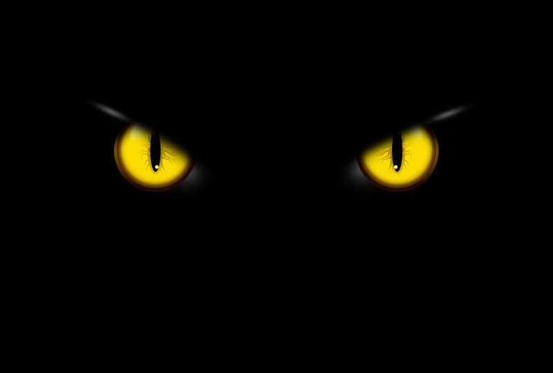 黑夜里的猫眼