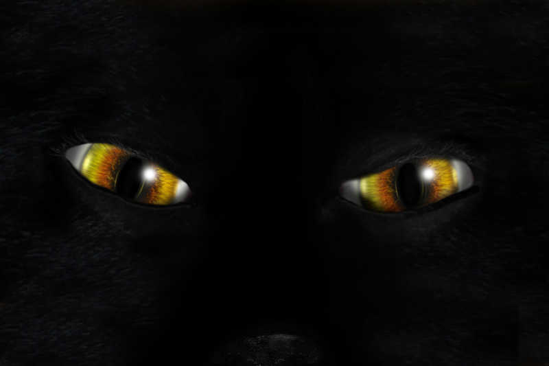 黑夜里猫的眼睛