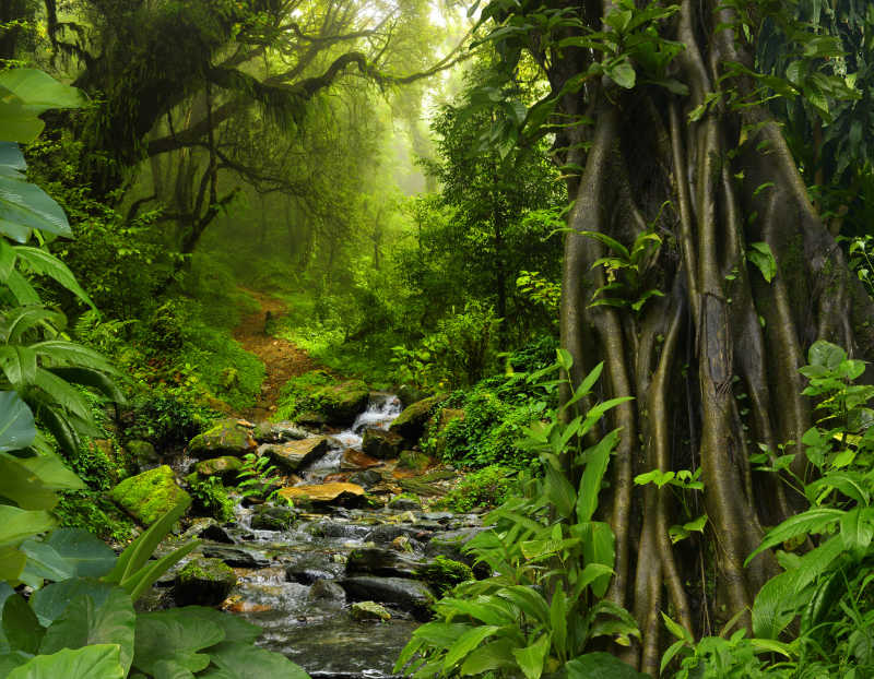 泰国绿色丛林