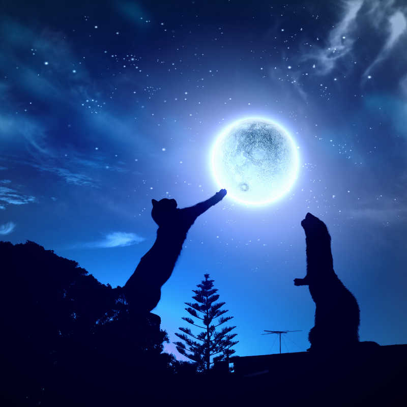 蓝色天空月亮下动物的剪影