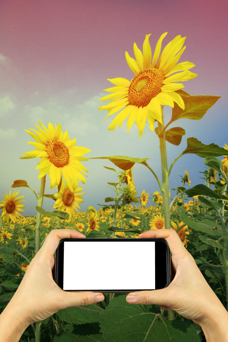 用智能手机拍向日葵