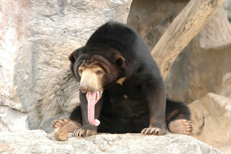 户外伸长舌头的马来熊