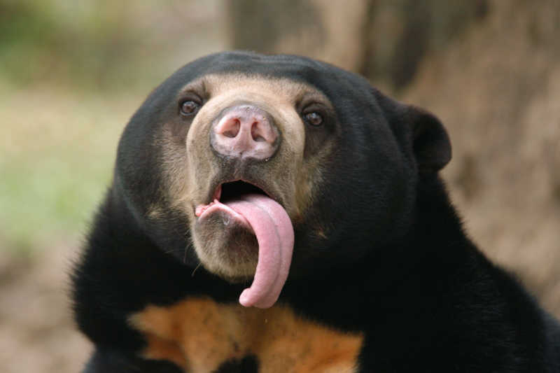 伸出舌头的马来熊