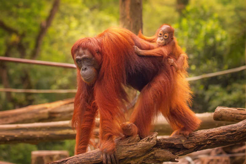 幼小的猩猩爬在它的母亲身上