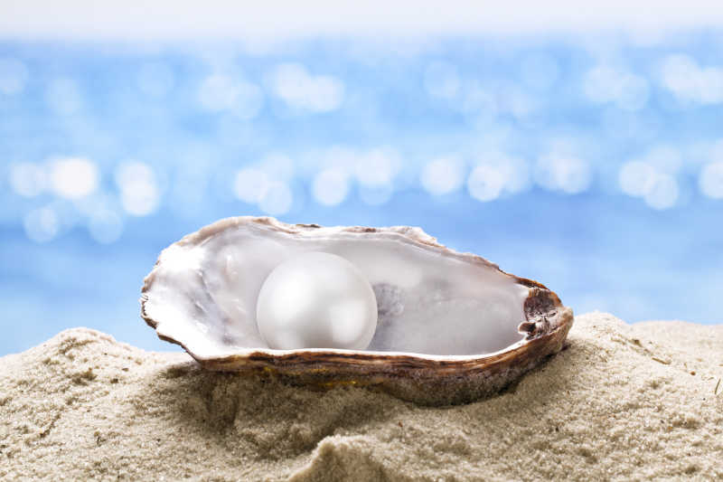 牡蛎里的白色大珍珠