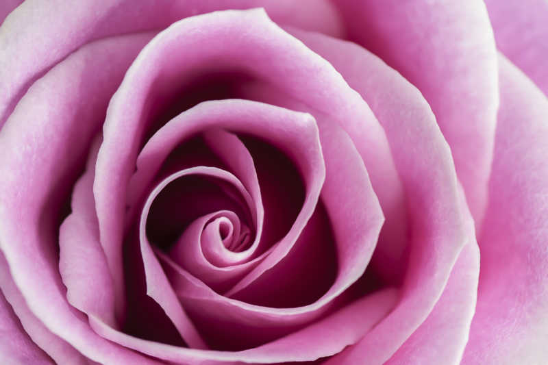 漂亮的粉红色玫瑰