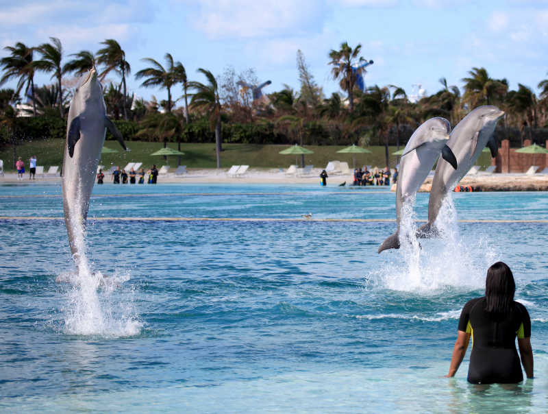三只海豚一起跃出水面