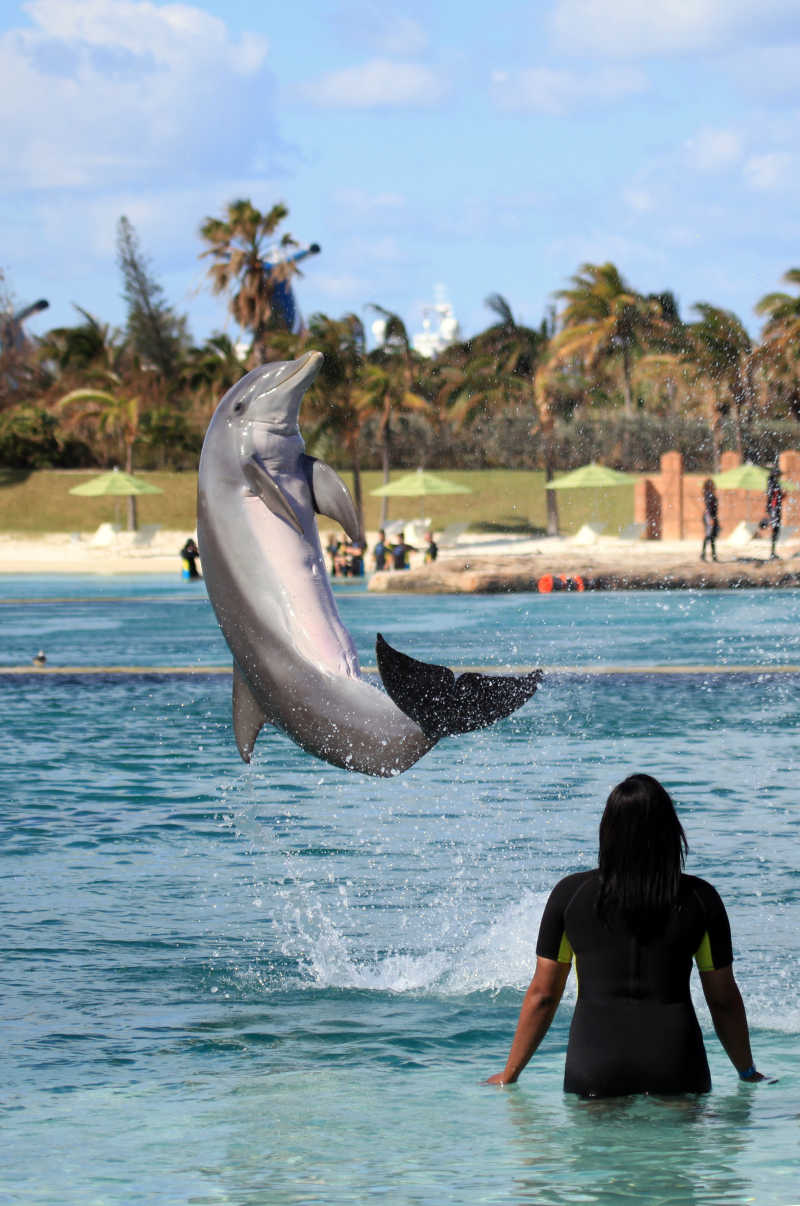 海族馆里训练的可爱的海豚