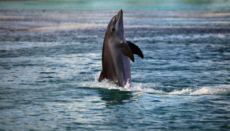 可爱的海豚露出海面