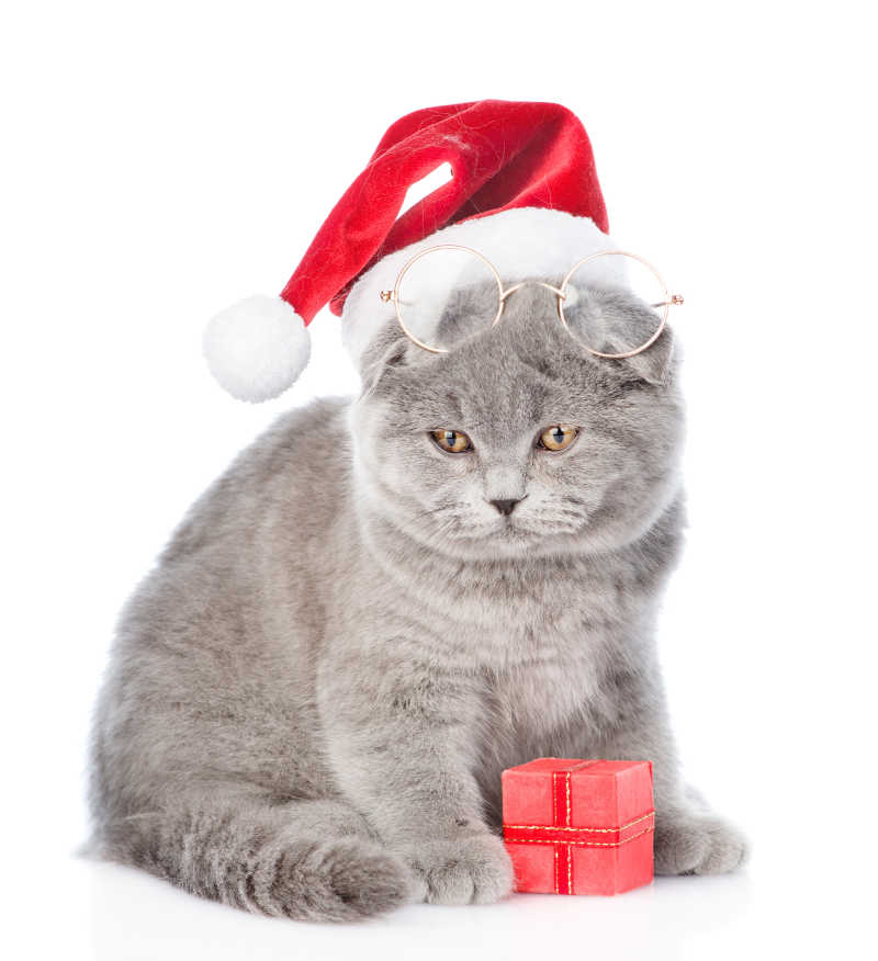 白色背景上戴着圣诞帽和眼镜的猫咪