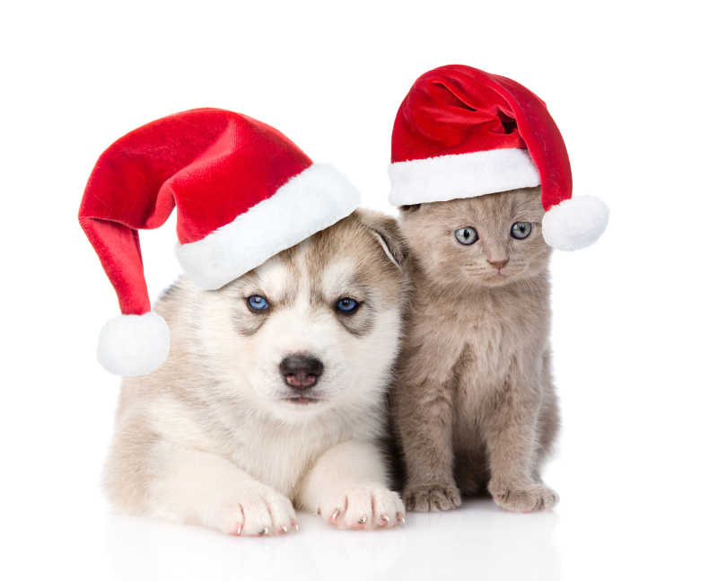 白色背景上戴着圣诞帽的小狗和小猫
