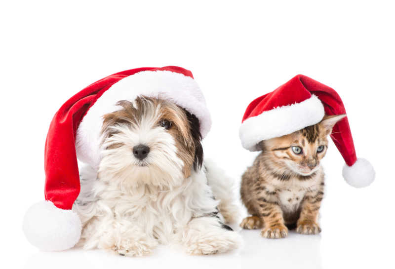 白色背景上戴着红色圣诞帽的狗狗和猫咪