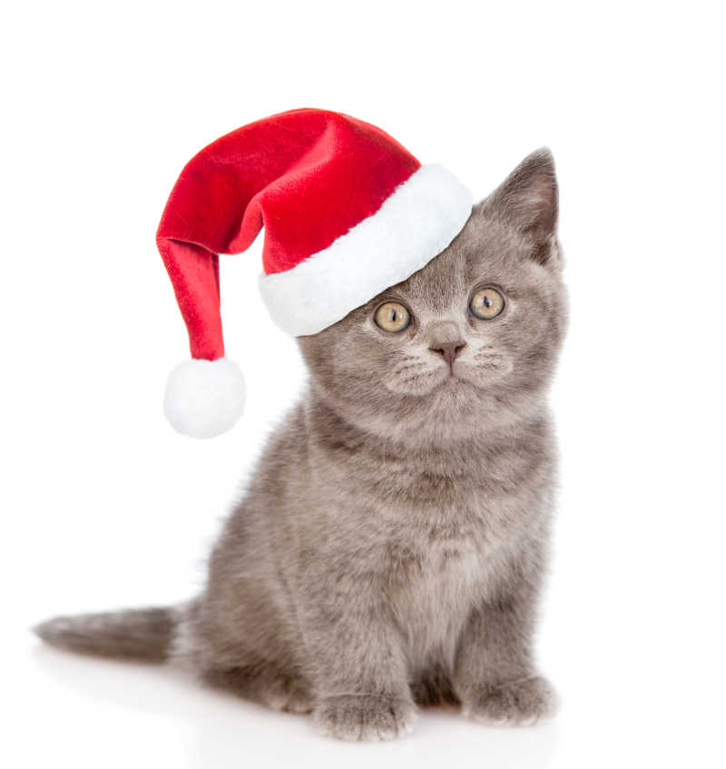 白色背景上戴着红色圣诞帽的小猫