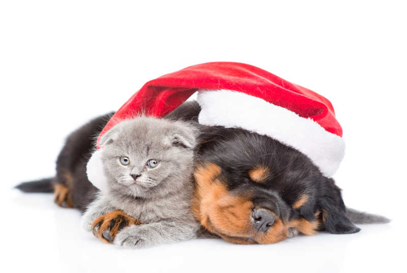 白色背景上的一只小猫和戴着圣诞帽睡觉的狗