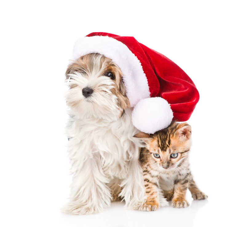 白色背景上的小猫和戴着圣诞帽的狗