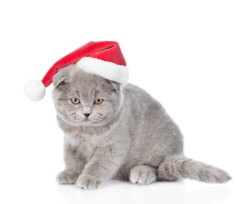 白色背景上一只戴着圣诞帽的猫咪