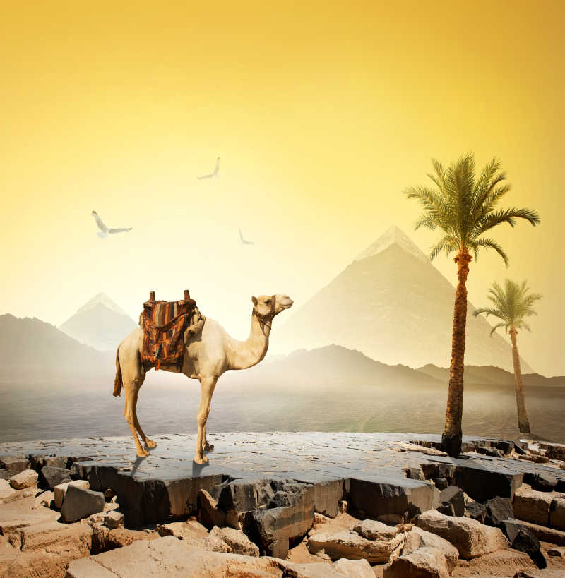 大金字塔附近的骆驼和鸟类