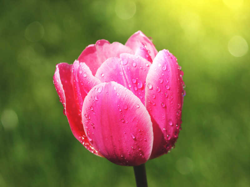 一朵带有水滴的粉红郁金香