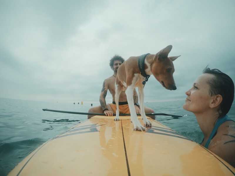 冲浪板上的狗狗和人