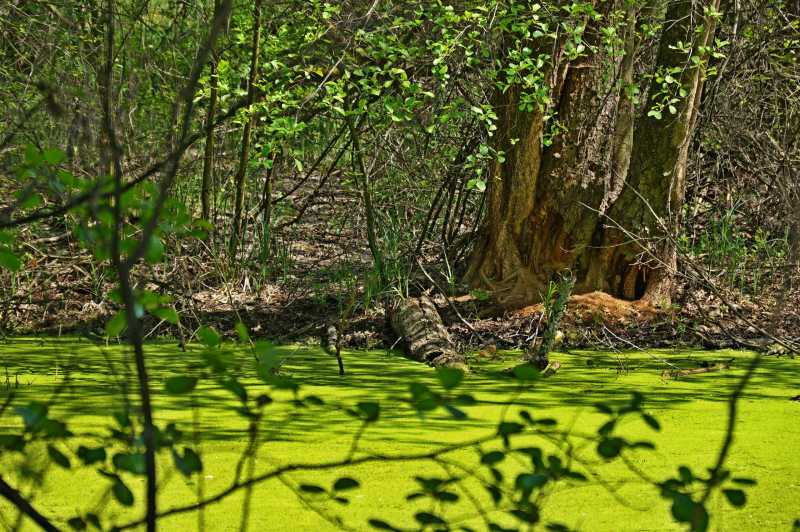绿色的森林沼泽