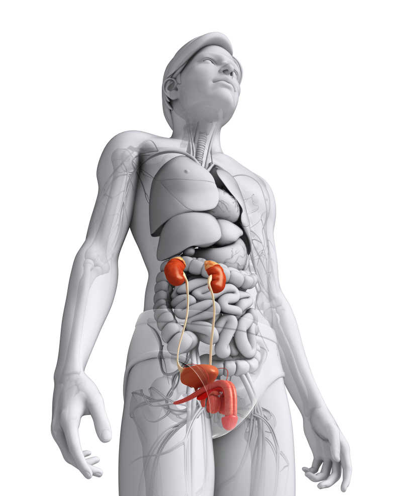 男性泌尿系统模型图