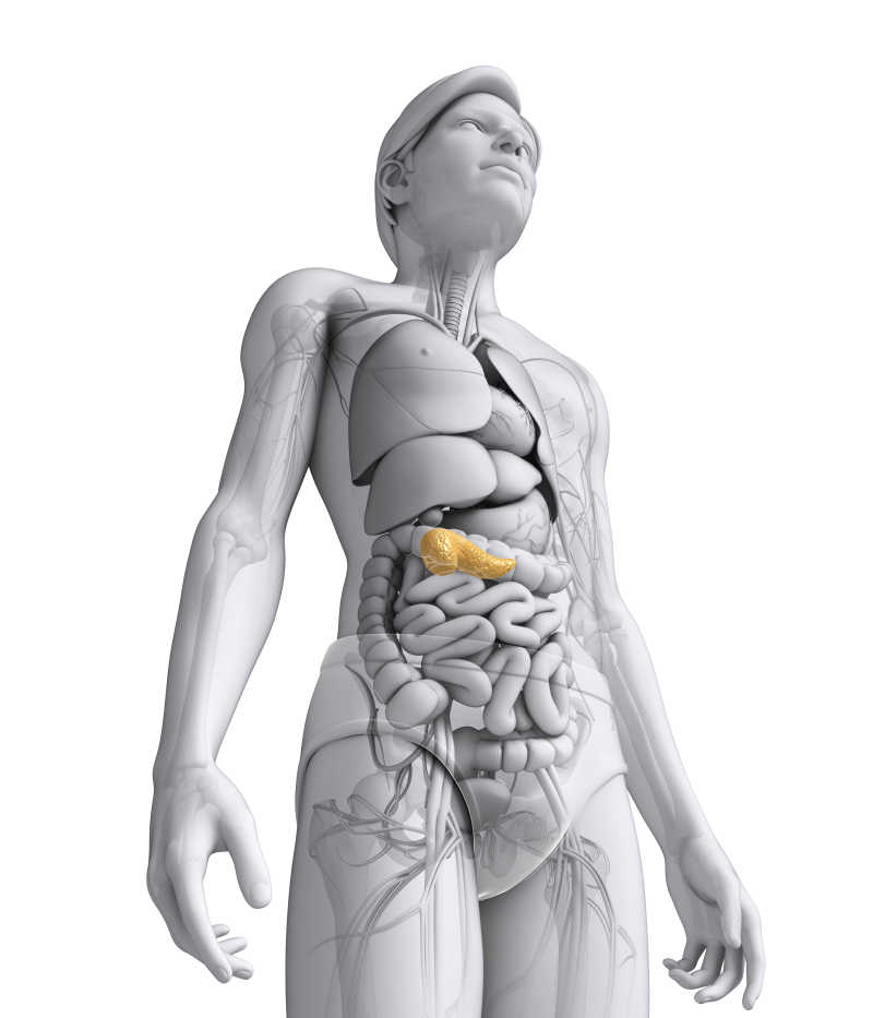 男性胰腺解剖模型