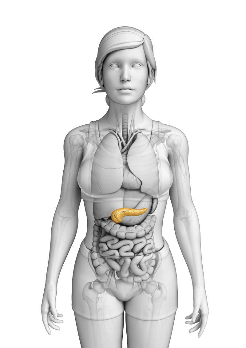 女人器官模型中的胰腺